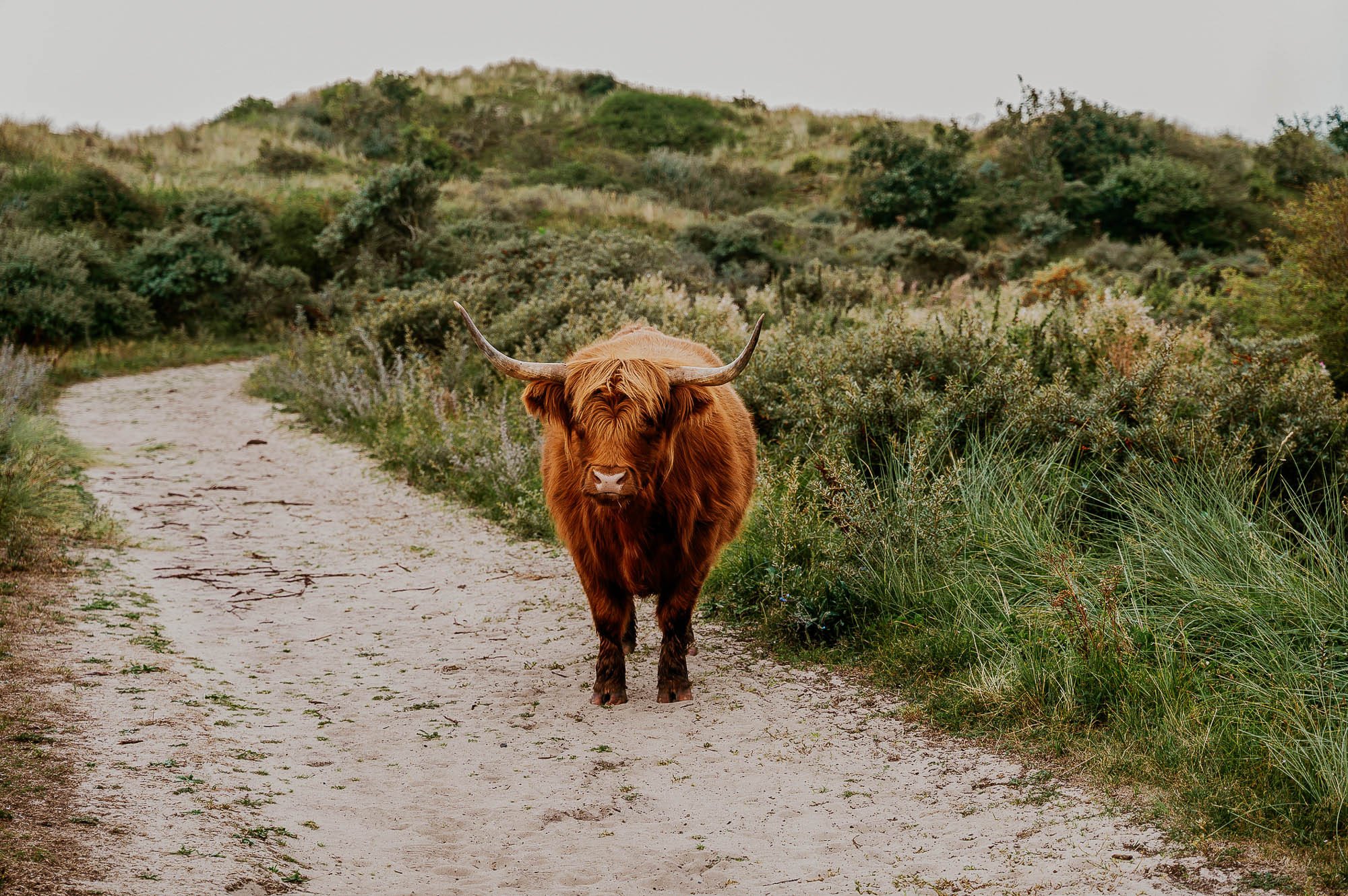 Noord-Hollands Duinreservaat met zandpaden en helmgras.