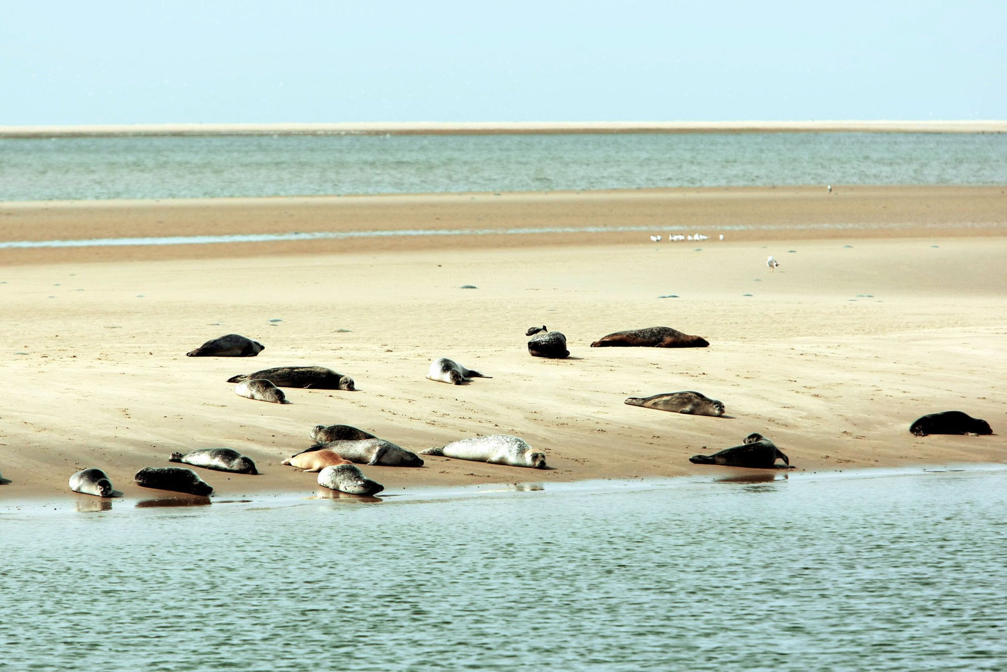Zeehonden rustend op een zandbank bij Terschelling tijdens laagwater.