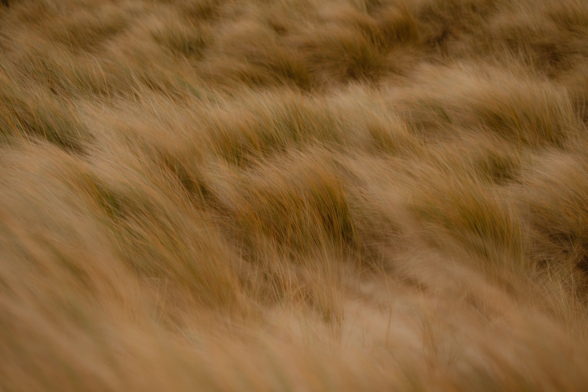 Duingras in de wind, duinen van Terschelling. Bij Elements.