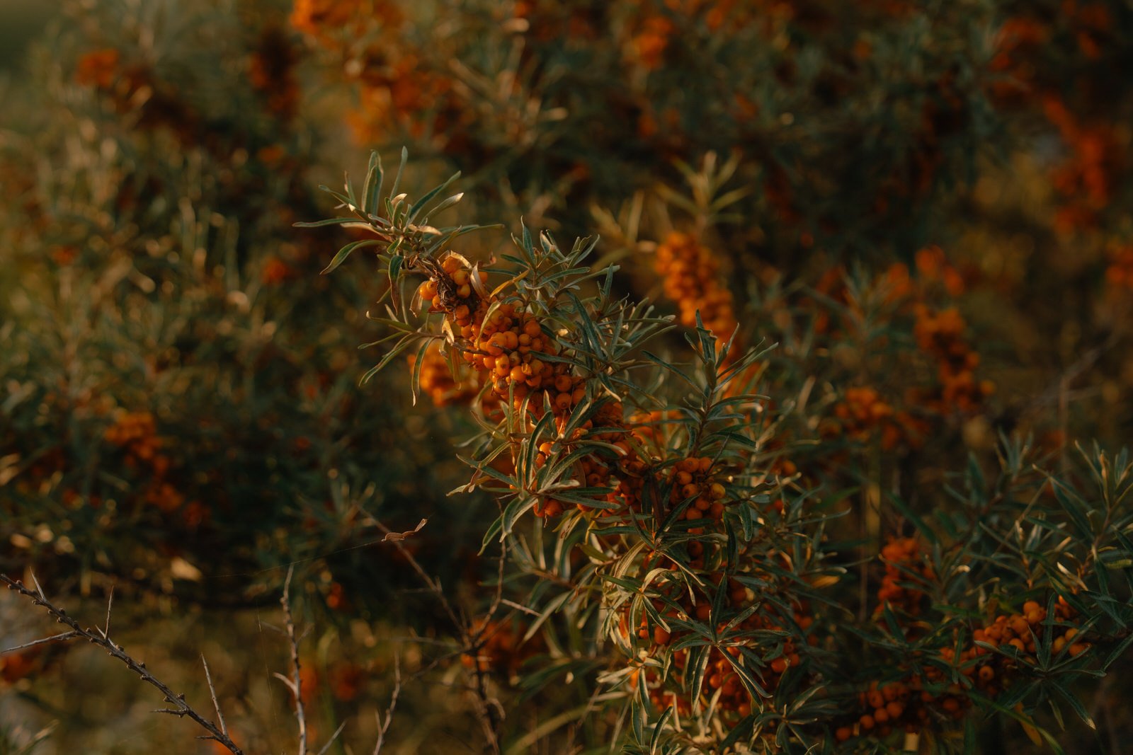 Duindoorn met oranje bessen in de avondzon tussen het duingras op Terschelling.