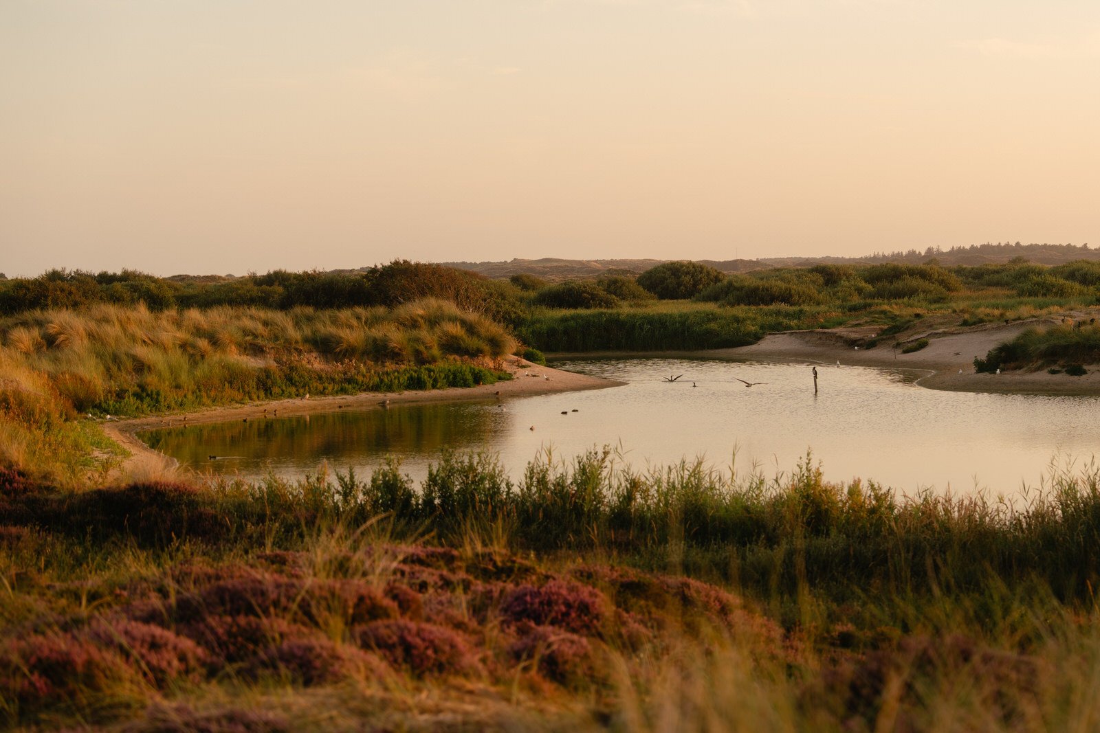 Duinmeertje op Terschelling omringd door helmgras en heide in het zachte licht van de ondergaande zon.