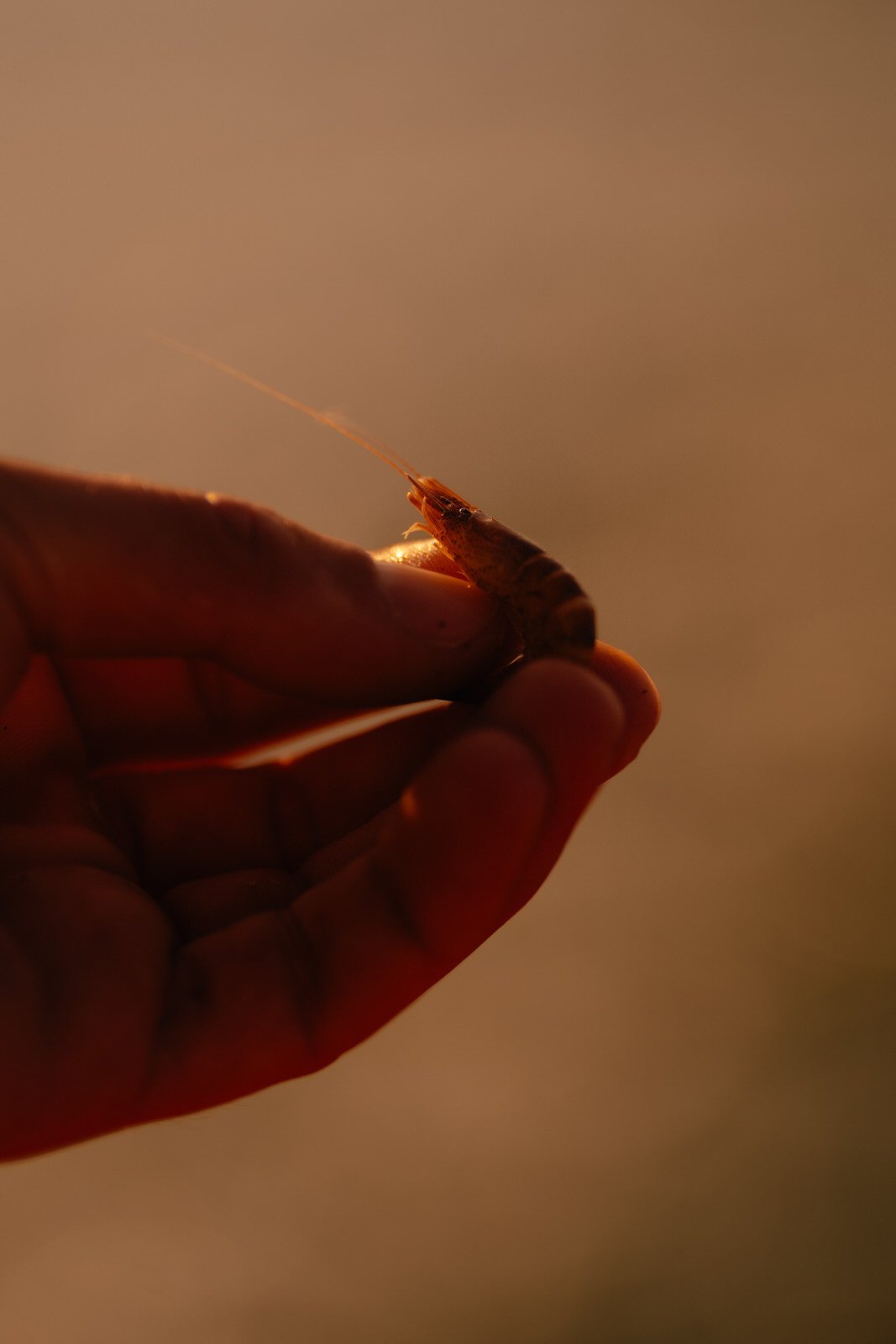 Close-up van een hand die een vers gevangen garnaal vasthoudt in het warme licht van de ondergaande zon. De zachte gloed en de rustige achtergrond vangen de sfeer van de Waddenzee.