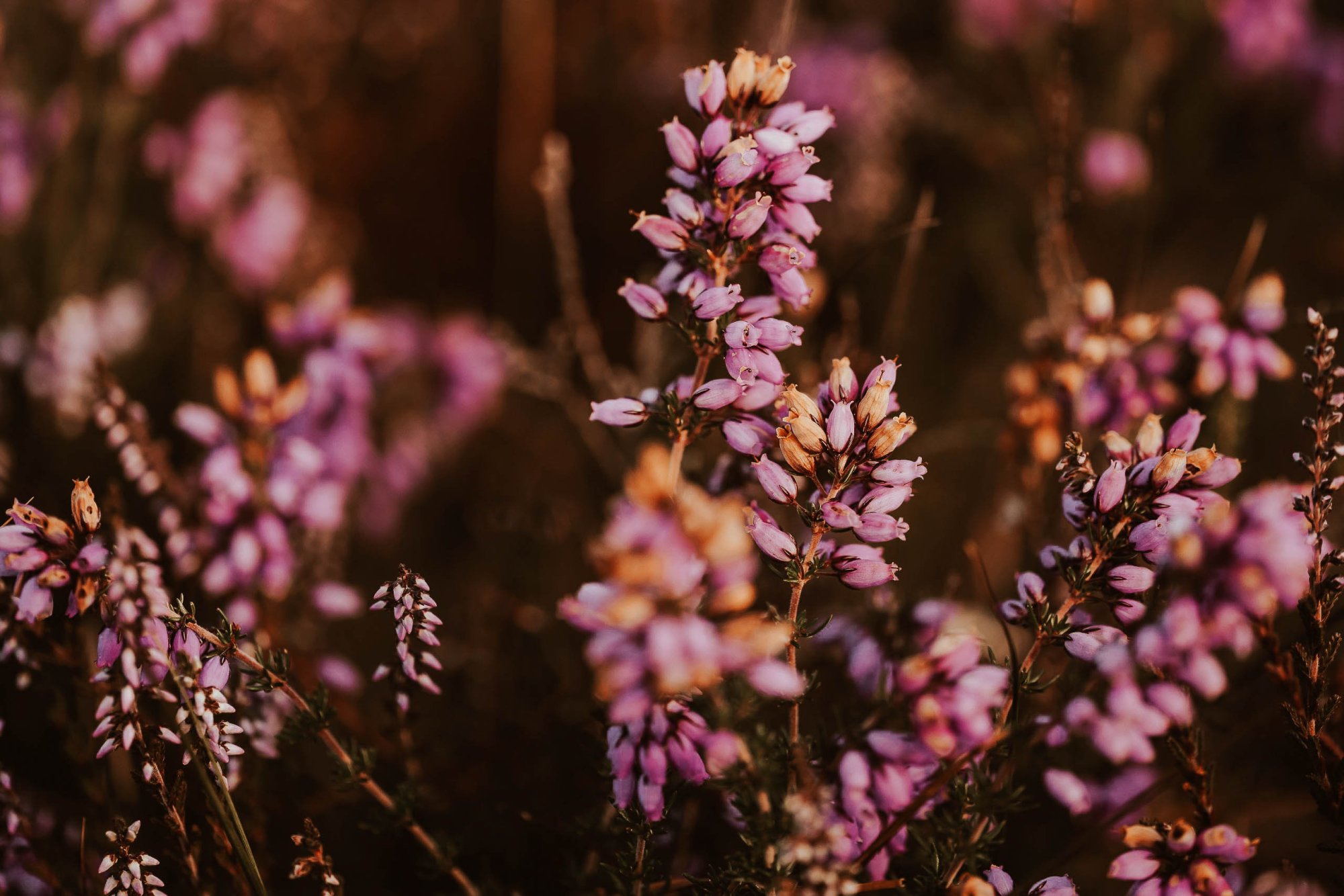 Bosrijke omgeving van Schoorl, ideaal voor wandelen en fietsen.