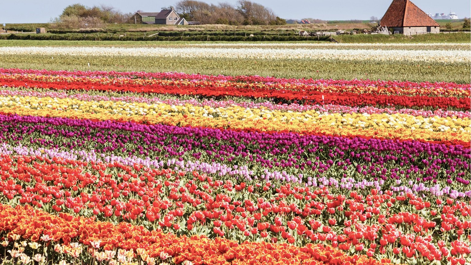 Bloeiende tulpenvelden op Texel in het voorjaar – een kleurrijke verrassing tijdens je verblijf op het eiland.