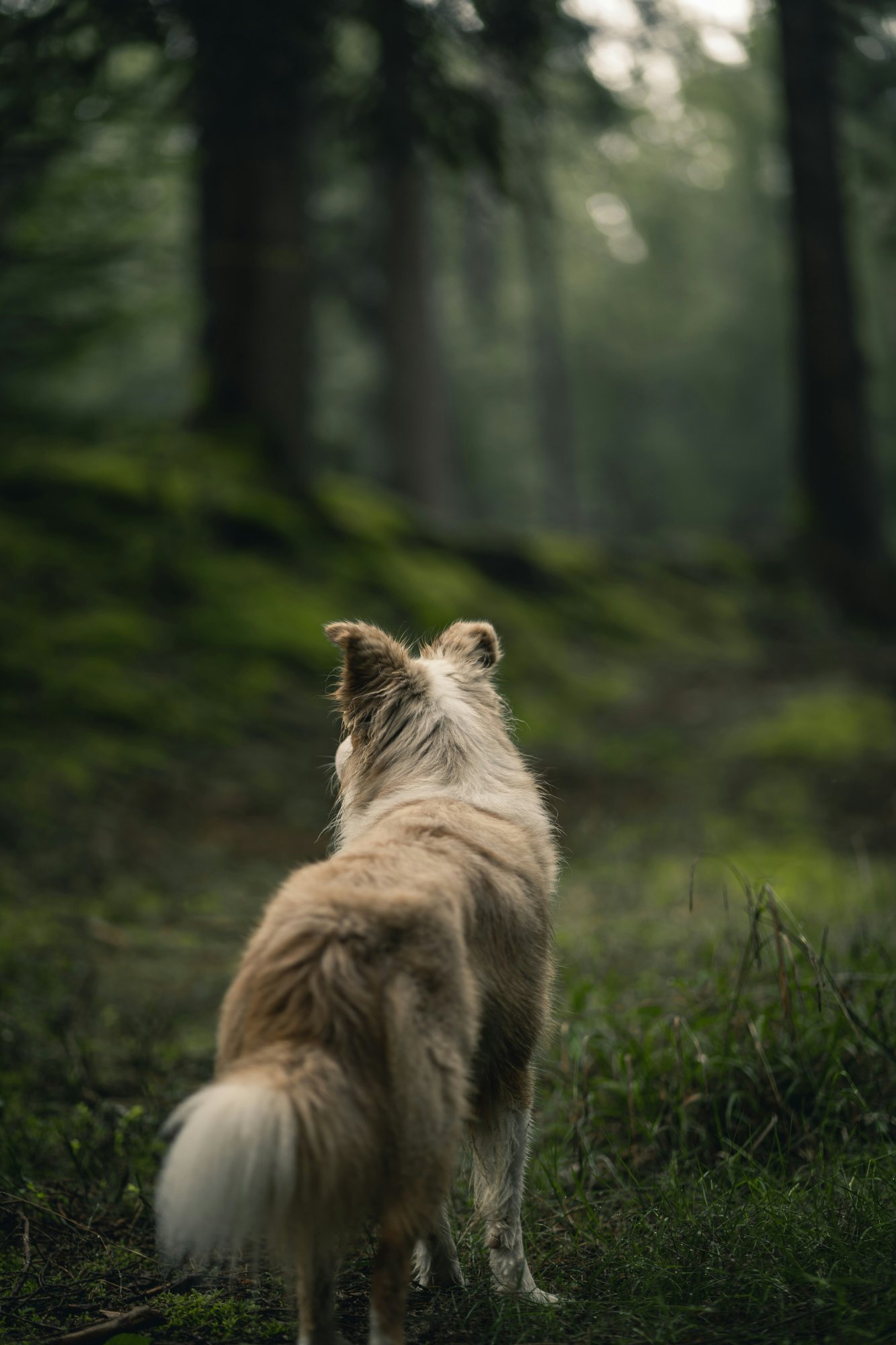 Hond kijkt uit over een groen bos tijdens een wandeling in de natuur.