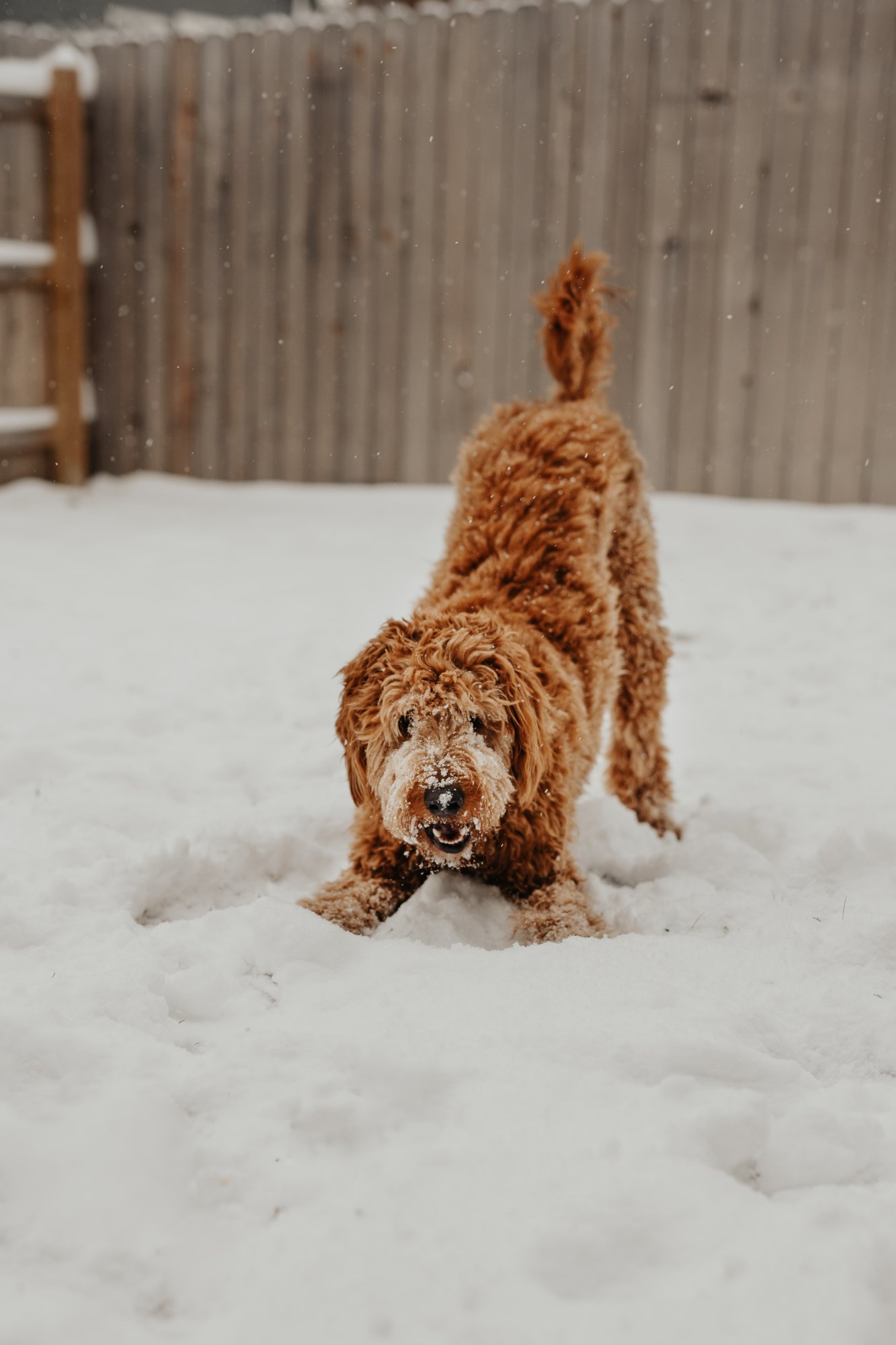 Hond speelt in de sneeuw tijdens een winterverblijf.