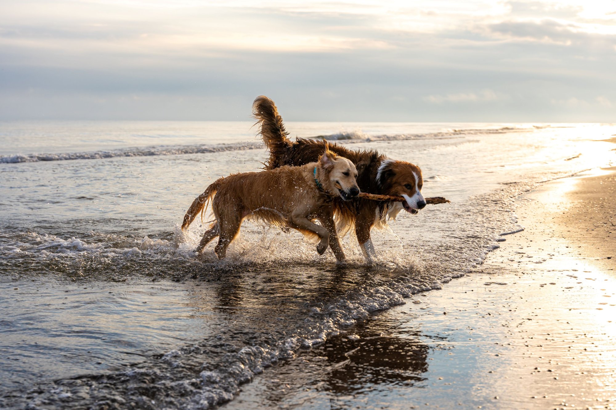 last minute zomervakantie met hond.